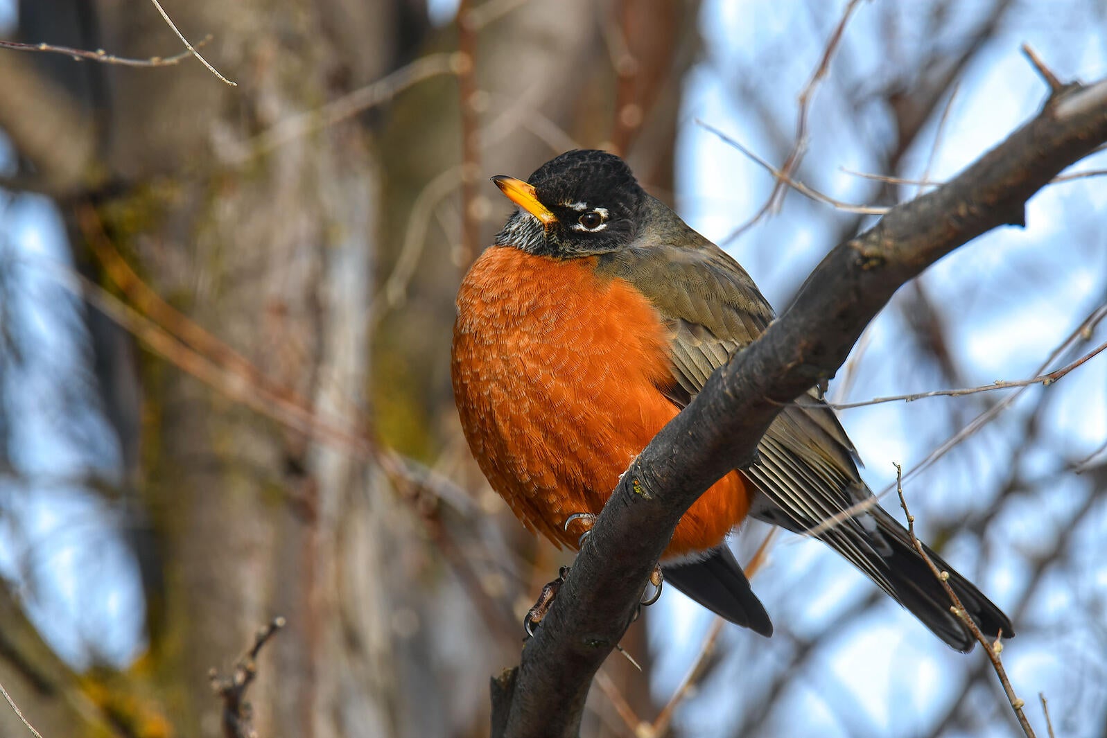 When Is a Bird a 'Birb'? An Extremely Important Guide | Audubon