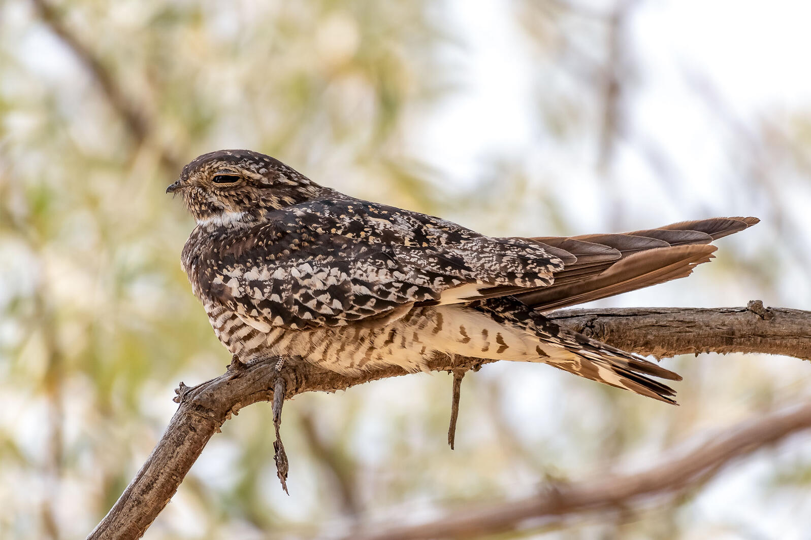 The ‘Big Boom Theory’ That Could Help Conserve Common Nighthawks Audubon