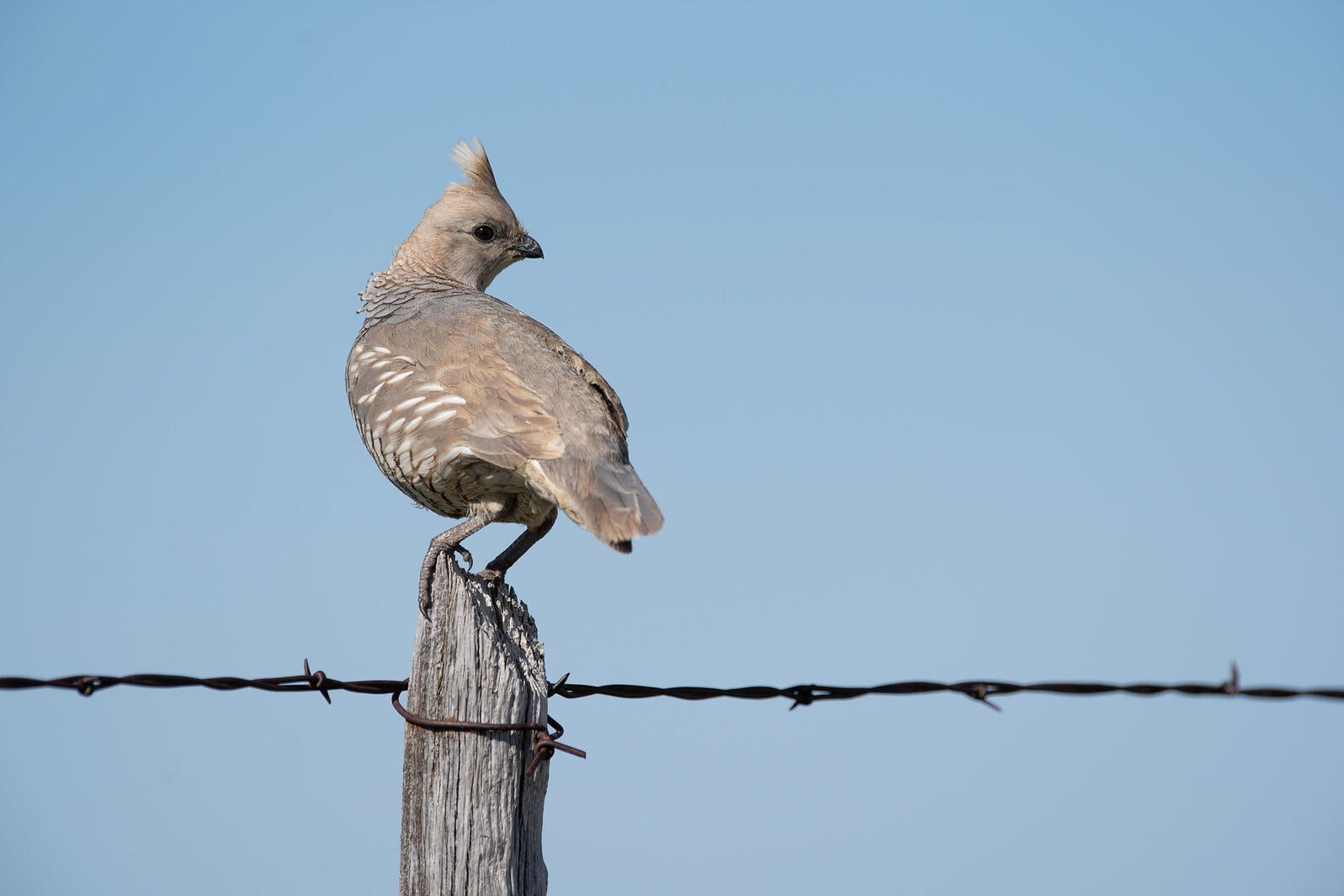 A quail perches on a wooden post of a barbed wire fence, a clear blue sky in the background.