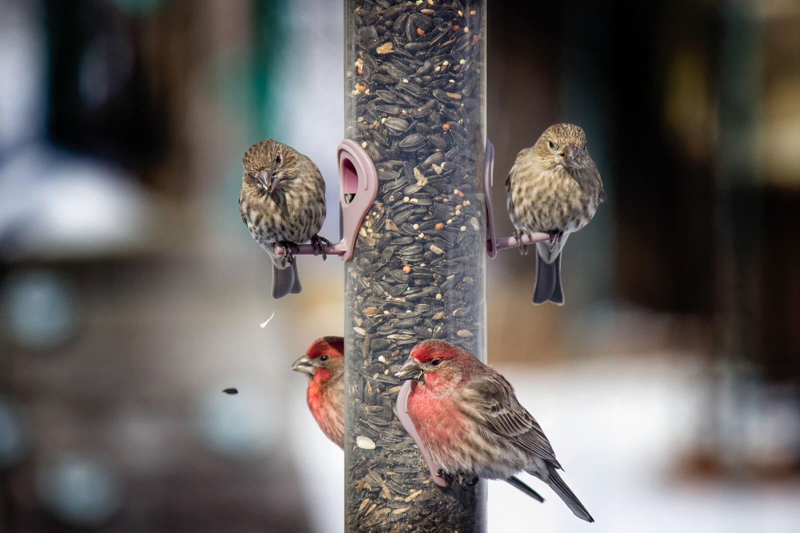 Three Easy But Important Ways to Keep Your Bird Feeder DiseaseFree