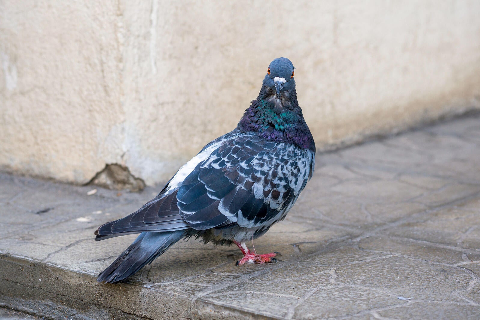 Destringers' Save New York City's Pigeons One Foot at a Time | Audubon