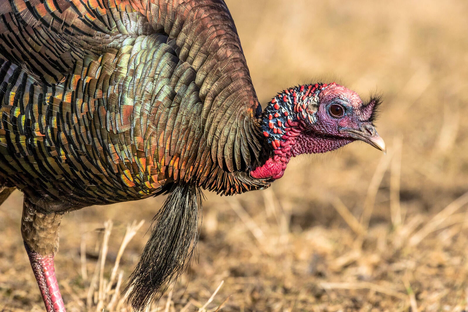 What is a Turkey Beard? – THEKITCHENTODAY