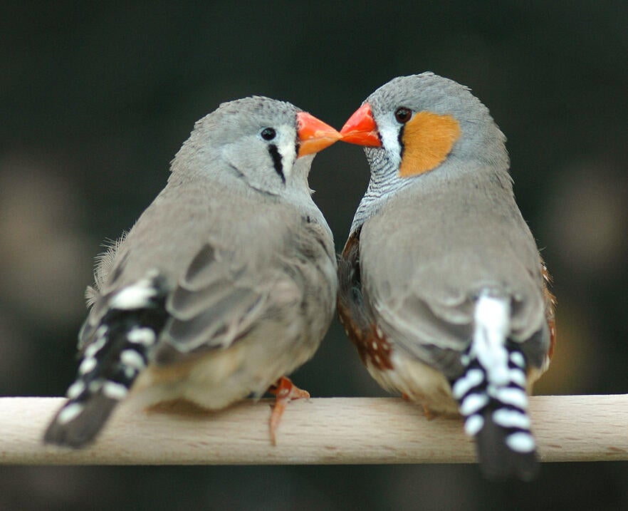 zebra finch female