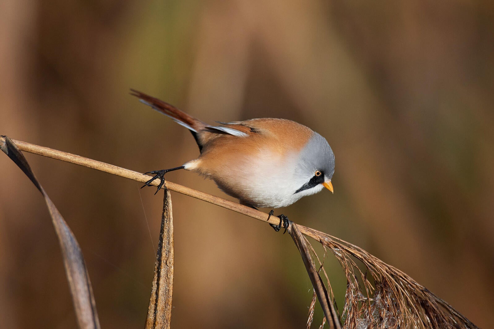 What's the Difference Between a 'Borb' and a 'Floof'? | Audubon
