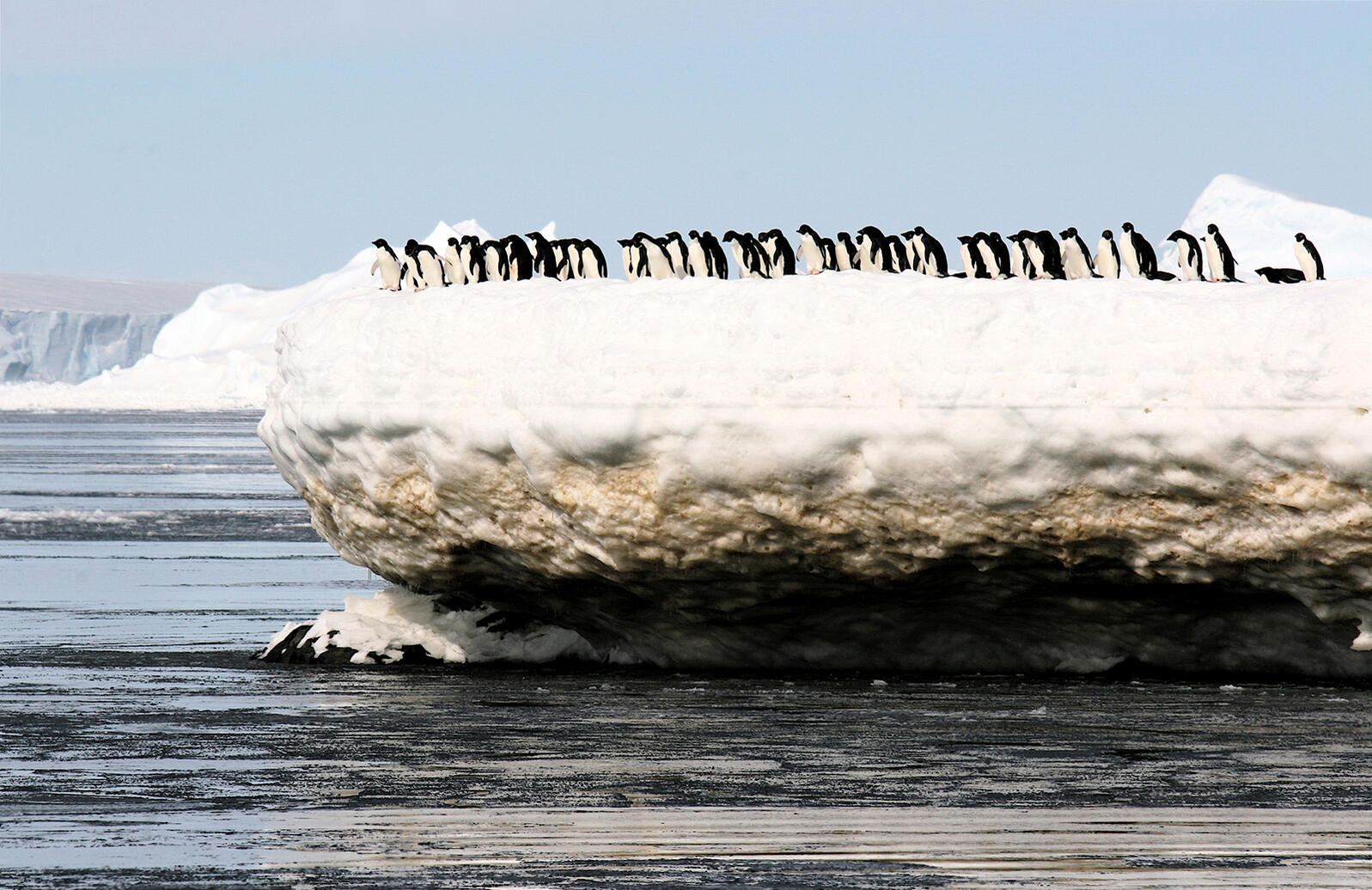 One, Two, 3.79 million: How Many Penguins Are There? | Audubon