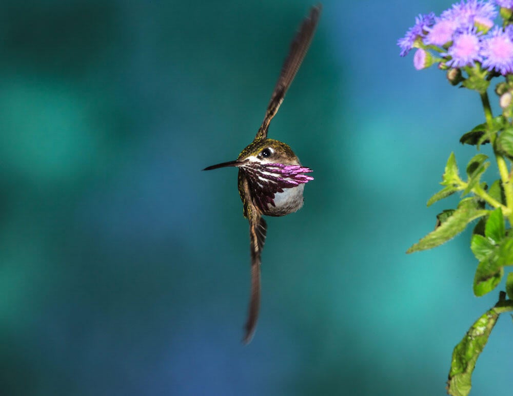 Endangered Hummingbirds List