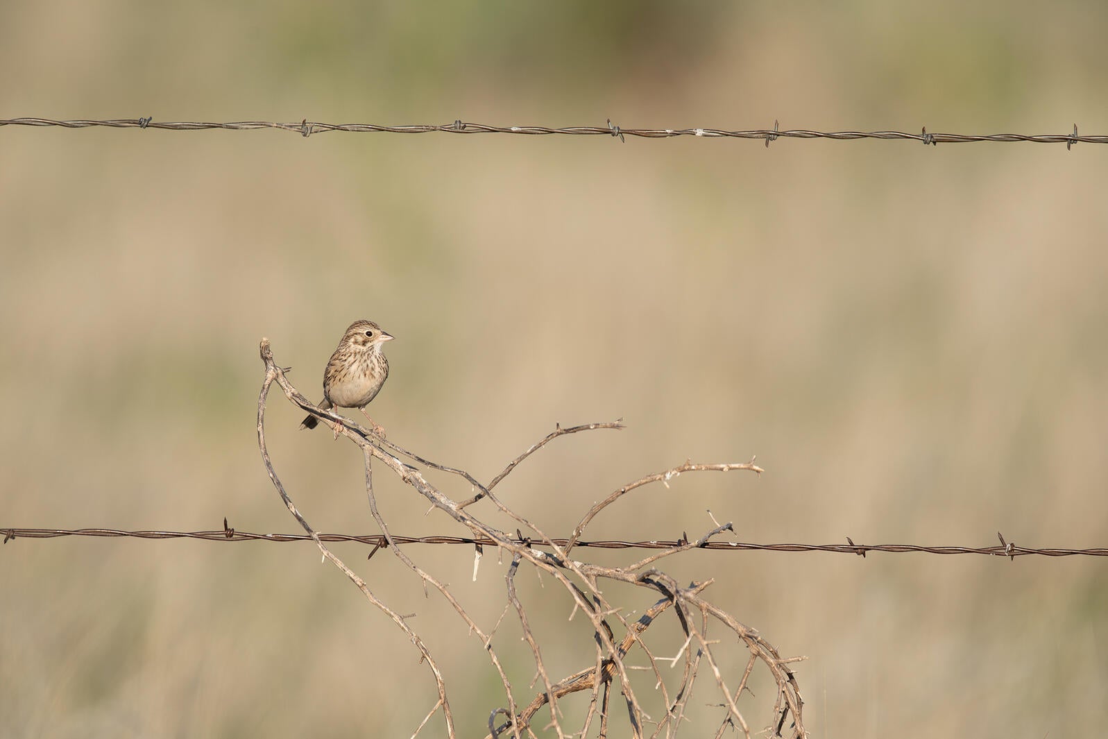 A brown striped sparrow seats on a branch stuck in barbed wire. 