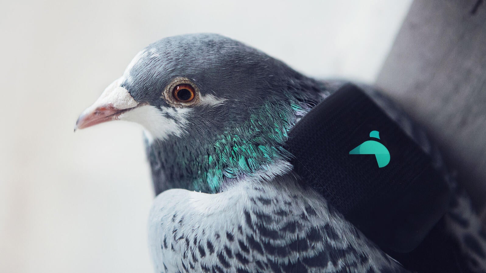 How Pigeons Are Drawing Attention To Air Pollution | Audubon
