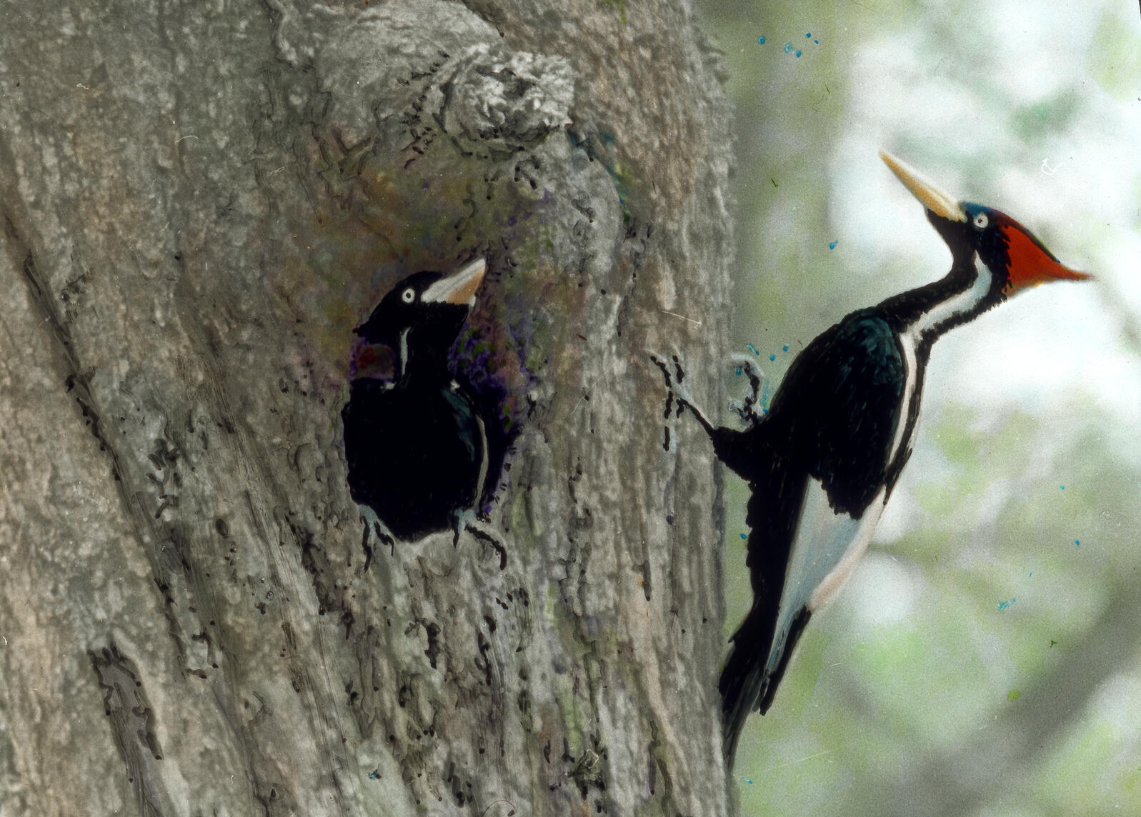 Is It Really Time to Write the Ivorybilled Woodpecker’s Epitaph? Audubon