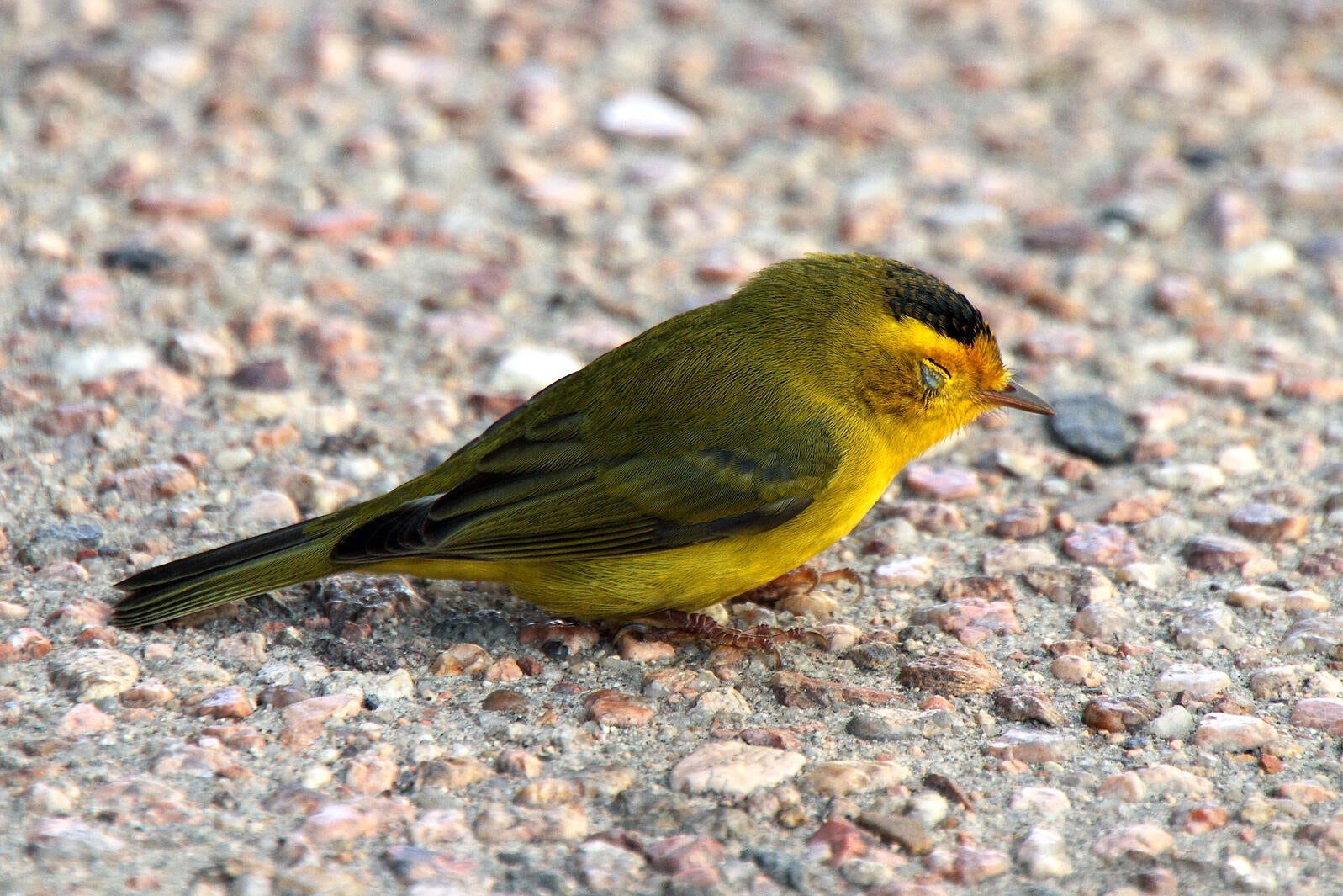 You Found a Bird That Crashed Into a Window. Now What? Audubon