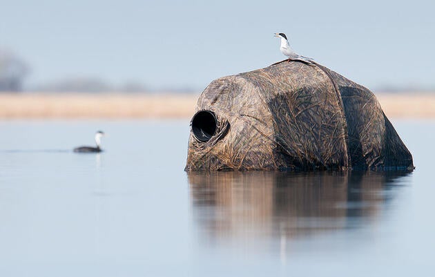 This Forster’s Tern has no clue there's a human hiding underneath it. David Stimac/<a href="http://www.davidstimac.com/index">davidstimac.com</a>