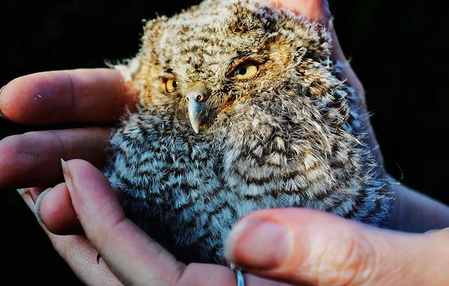 Eastern_Screech_Owl_Todd_Secki_Audubon_Photography_Awards. Eastern Screech Owl. Todd Secki/Audubon Photography Awards