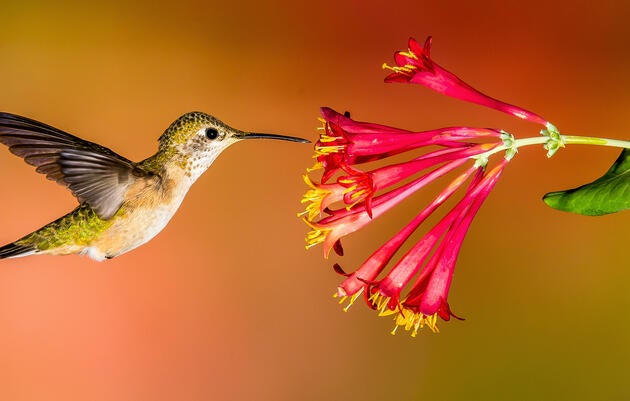 Broad-tailed Hummingbird at a Trumpet Honeysuckle. Roger Levien/Audubon Photography Awards