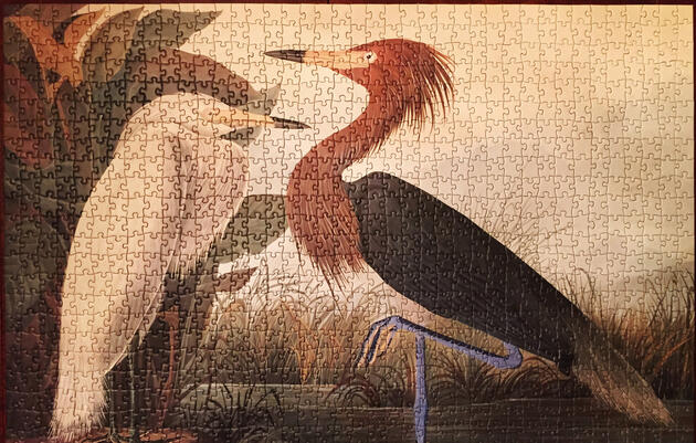 John James Audubon's Purple Heron is our Reddish Egret. National Audubon Society.