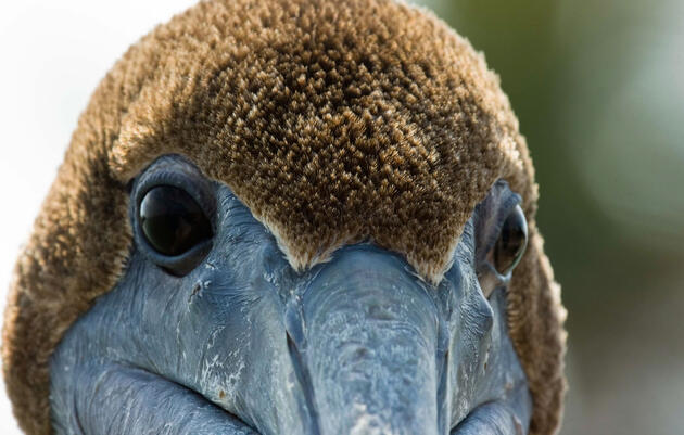 Brown_Pelican_Carl_Velie_Audubon_Photography_Awards. Brown Pelican. Carl Velie/Audubon Photography Awards