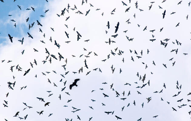 When viewed at dizzying distances, raptors can be a mystery to both beginner and well-seasoned birders. Kenn Kaufman