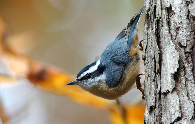 Is that a Red-breasted Nuthatch nagging at you in the woods? Take a closer look at the bird's spectrogram signature, and you'll know for sure. Megumi Aita/Audubon Photography Awards