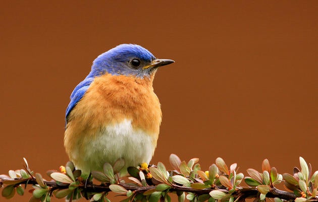 Eastern Bluebird. John Larson/Audubon Photography Awards