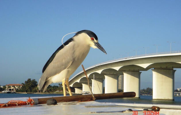 Is this Black-crowned Night-Heron really bigger than a bridge? Perspective can change everything in birding. Chuck Seamens/Audubon Photography Awards