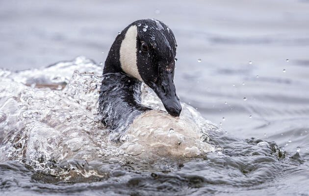 A Canada Goose emerging from water, droplets splashing.