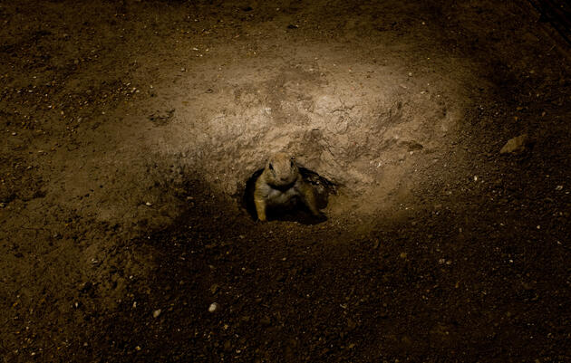 A black-tailed prairie dog peers up from its burrow at Prairie Dog Town, near Oakley, Kansas. Matt Slaby