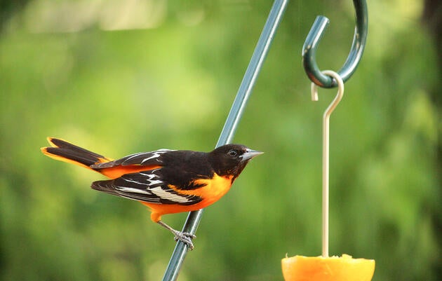 Baltimore and Bullock's Oriole hybrids are common around the Great Plains. Kevin Jordan/Great Backyard Bird Count