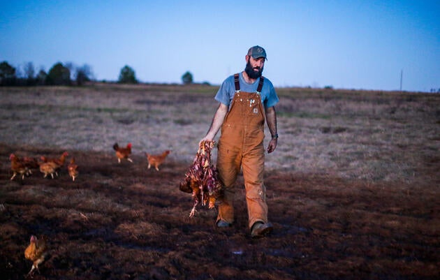 Daniel Coady, jefe de la operación de aves de corral en White Oak Pastures, recorre la granja en la oscuridad para recoger los restos de pollos desgarrados por las águilas.
