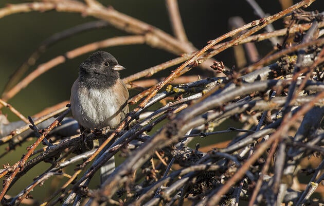 Dark-eyed Junco. Christine Haines/Great Backyard Bird Count