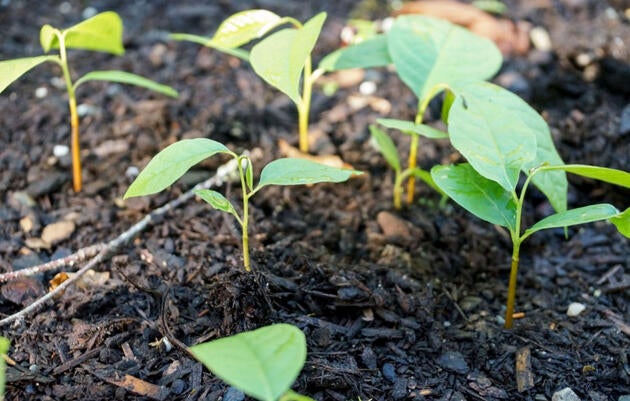 Bright green seedlings emerge from soil.