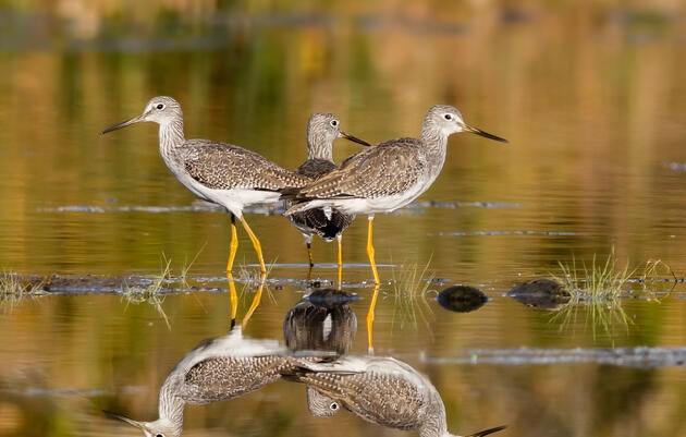 Greater Yellowlegs