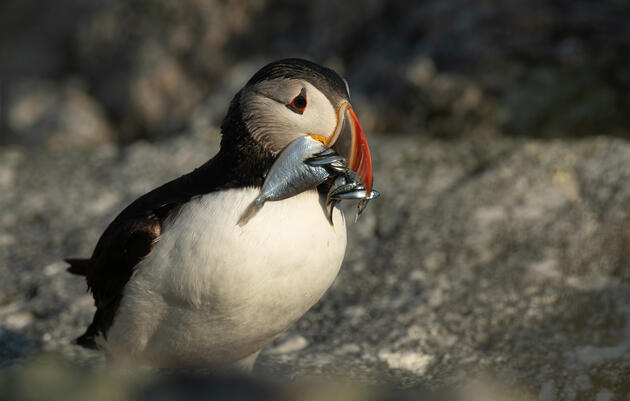 An Atlantic Puffin stands on a granite rock, its black-and-white feathers drenched from the ocean, clutching fish of several different sizes in its bright orange bill.