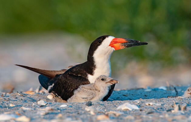 Black Skimmer with chick. Walker Golder