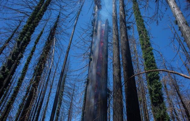 A charred redwood smolders looking upward towards the canopy.