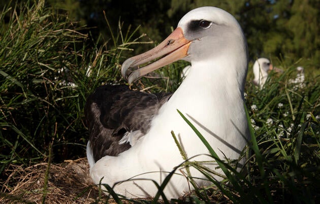 Wisdom sits on her egg on Midway Atoll in January. She shares incubation duties with her long time mate, Akeakamai, and hunts squid and fish out at sea in her off time. Jon Brack/USFWS