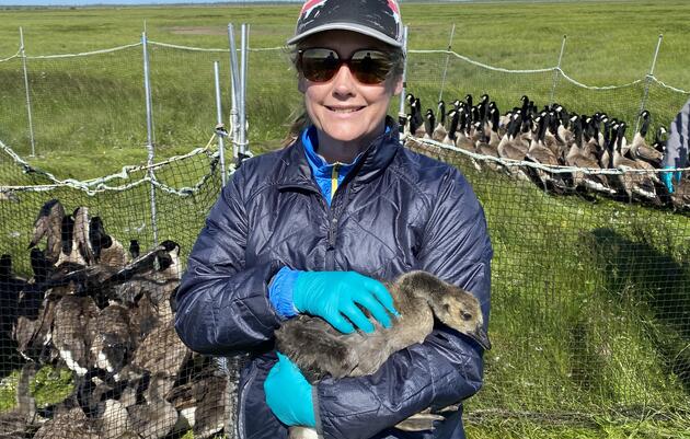 Carrie Gray holding a young Canada Goose in a capture pen.