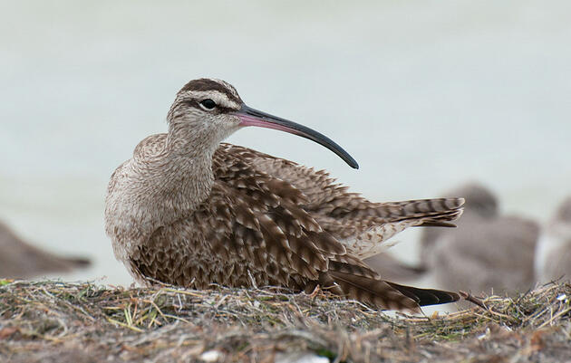 Whimbrel