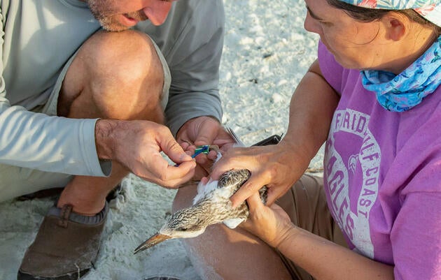 Banding a Black Skimmer chick. Jean Hall