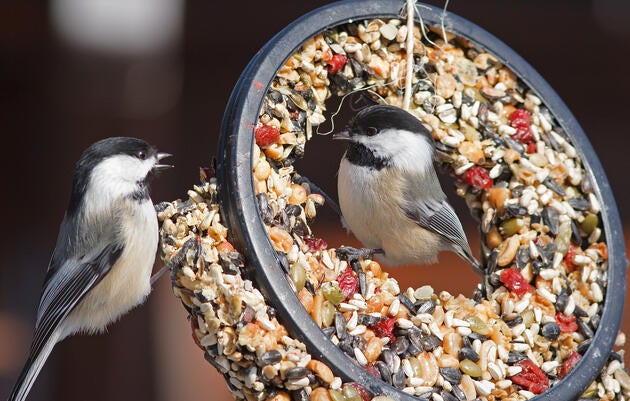 Black-capped Chickadees. Helena Garcia/Great Backyard Bird Count