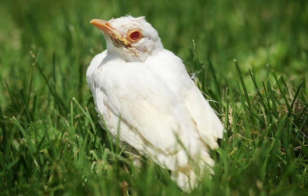 Is this American Robin albino? (Hint: Don't just look at the feathers—look at the face.) ZUMA Press/Alamy