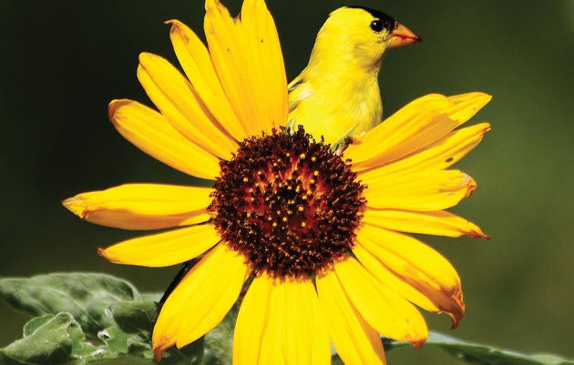 American Goldfinch. Sally Stone/Audubon Photography Awards