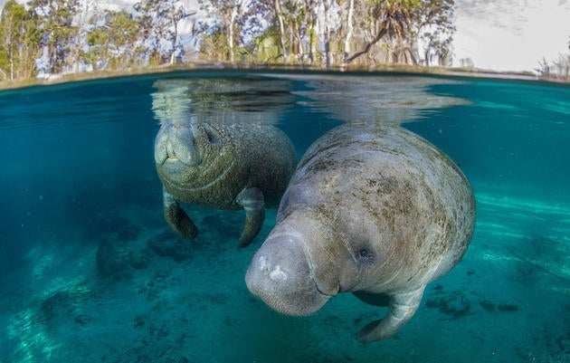 A manatee and calf at the Crystal River Springs Preserve, Florida. National Geographic Creative/Alamy