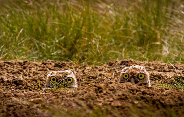 Burrowing Owls. Jay Miller/Audubon Photography Awards