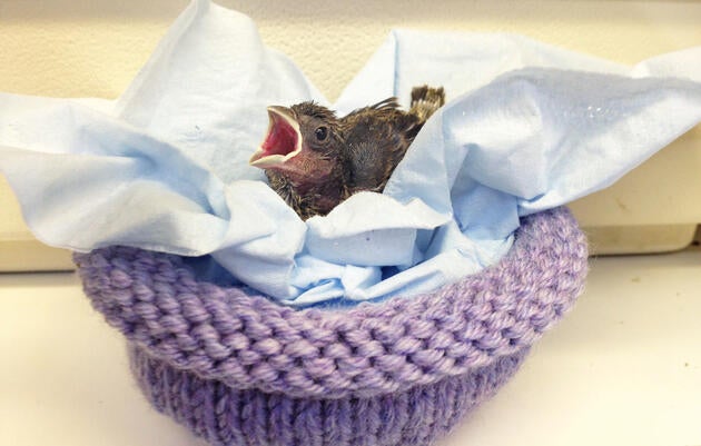 House Finch nestling. Melanie Piazza
