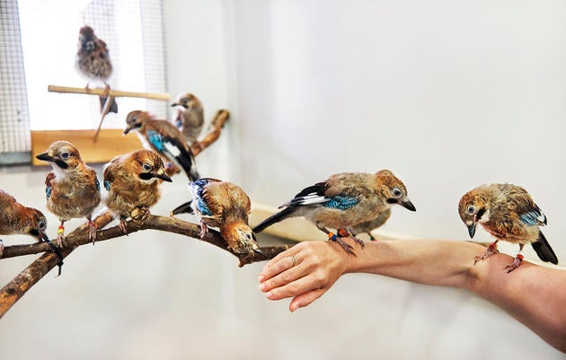 Eurasian Jays have long been counted among the world's smartest corvids, and they are expert mimics. Another impressive finding: They possess the ability to empathize with others. Trevor Ray Hart