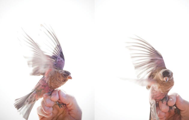 There are three distinct rosy-finch species in North America, and all of them thrive in extreme environments. In winter the finches congregate in the rugged mountains of New Mexico, where they feast on seeds. Jen Judge