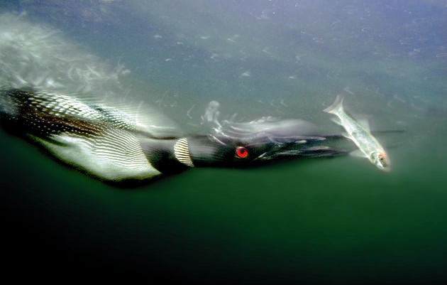 Common Loon. Richard Simonsen