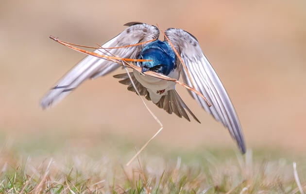 A Tree Swallow in flight holds a pine needle in its bill. Slightly off the ground, the bird’s wings are pointing down, its tail slightly slanted. The bottom of the image is a blurred green, the grass coming into focus closer to the bird.