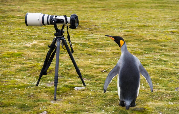 This adult King Penguin probably needs to get a taller tripod. <a href="http://www.lanting.com/">Frans Lanting </a>