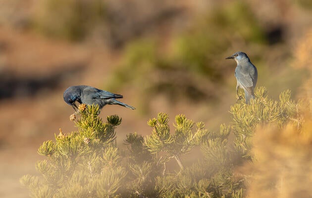 Two blue Pinyon Jays sitting in a pine tree, one opening a pinecone with its beak.