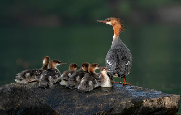 A Common Merganser parent stands on a rock with six small youngsters, looking at the photographer out of its periphery. The female’s cinnamon head and feather crest, and the pale ruddy heads of the still-downy chicks, pop in the glow of the morning light.